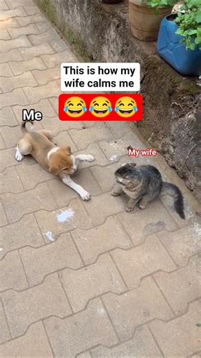 My wife handling my every situation 🤣🤣 #viral #funnyvideo #funny