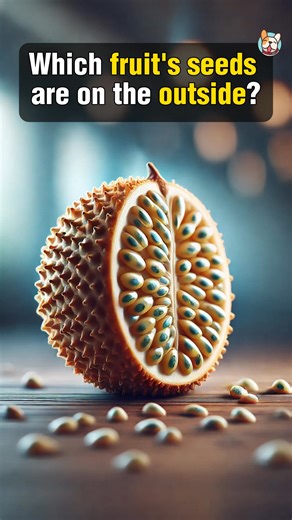 History Quiz Are YOU Smarter Than A 5th Grader (Part 3) | Learner Trivia