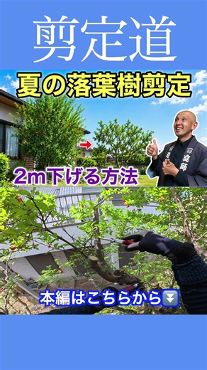 🔰 How to Reduce Height by 2m: Summer Evergreen Pruning Explained with Pomegranates!! #PruningTips...