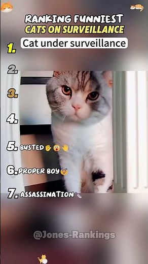 Ranking the Funniest Cats Busted by Surveillance 😂🎥