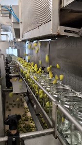 🎬 Les coulisses de l'Oulibo - Chapitre 3 : la mise en bocaux Avant de croquer nos olives... Il faut les mettre en pot ! 🫙 👉 4 étapes essentielles : 1️⃣ Remplissage - les olives sont versées avec soin dans chaque bocal 2️⃣ Mise en saumure - un mélange précis pour bien les conserver 3️⃣ Équilibrage - Juste ce qu'il faut de saumure, ni trop, ni trop peu 4️⃣ Couvercle - Et hop, c'est prêt pour rejoindre votre cuisine ! 🎥 Un ballet technique, précis et artisanal toutes ses étames sont nécéssaires