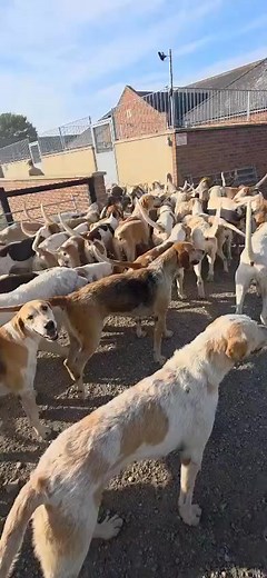 125K views · 2.9K reactions | A reach out to all the hunt staff who...