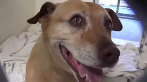 25K views · 719 reactions | RESCUED - moved to SAFE Album 06/05...