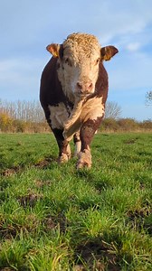 155K views · 7K reactions | Moooove out of the way! Big bull coming through  #bull #cows #farming #herefords | Elwess Herefords | Facebook