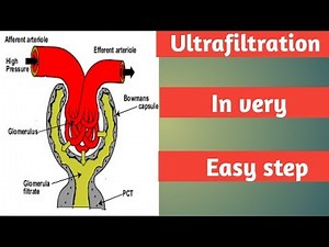 Ultrafiltration part 1, step of urine formation (Excretion) NEET