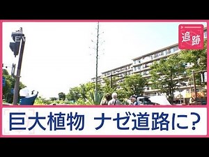 話題のニュースを追跡！「100年に一度咲く」巨大植物フィーバー 命運分けた“干潮”【Jの追跡】【スーパーJチャンネル】(2024年6月29日)