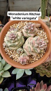 Monadenium Ritchiei " white variegata " #bikolanahardinera | Bikolanahardinera