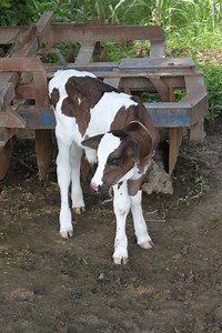 Subsidy up to Rs 2 crore for setting up cattle breed multiplication farm - farmingcosmos