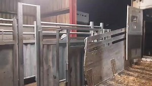BIEN-ÊTRE ANIMAL ET TRANSPORT DE BOVINS 🐂🐮🐄🐃 UN ATOUT, PAS UNE CONTRAINTE... Le commerce de bovins chez Bovineo nécessite de transporter environ 90 000 bovins vivants sur le réseau routier Pays de Loire et Poitou Charente. Nous garantissons le meilleur confort aux animaux durant ces déplacements. Le service transport Bovineo travaille depuis plusieurs décennies sur des améliorations des normesde bien-être animal : suspensions pneumatiques, conduite adaptée avec freinage et accélération progr