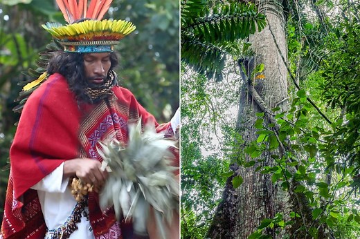 What happens when you go to an ayahuasca retreat? A first-timer’s guide
