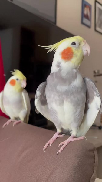 dino is so tired of tommy’s screms #cockatiel #parrot #cockatielsinging #cockatielsoftiktok #screm #birb