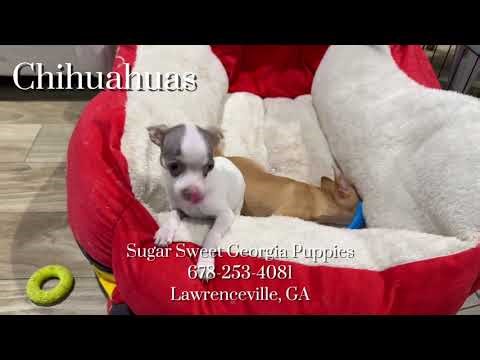 Chihuahua Puppies For Sale NOW