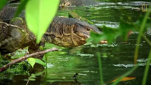 These enormous lizards live in the tropical forests of Southeast Asia. | National Geographic