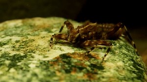 Mayfly nymph (Drunella grandis) sitting on a rock in a trout stream, face-on, close-up