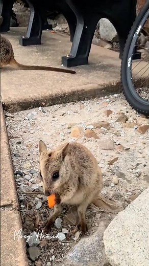 Cutest Australian animals, #wallabies #cuteanimals #wildlife #australia