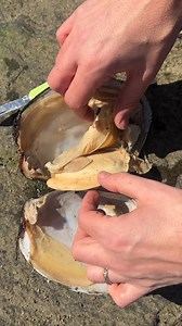 man finds oysters with hidden pearls A man finds oysters with hidden pearls in the skin of the oyster. These are untouched pearls and this oyster is as big as a giant hand. | The Monroe Family