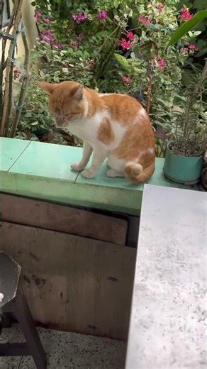 Neighbor’s Cat Visit In My House #catvideo