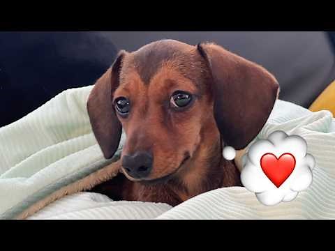 Mini Dachshund Puppy’s First Months 🐾 Adorable cute Moments You’ll Love!