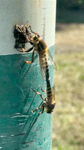 RED FOOTED CANNIBALFLY mating in tandem