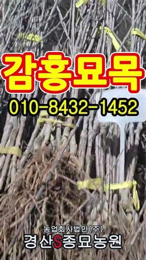 [경산에스종묘농원]사과묘목 감홍 #감홍 #추석사과 #사과묘목 #사과나무