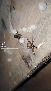 16 reactions | ✅ #Latrodectus geometricus o araña #viuda marrón ...