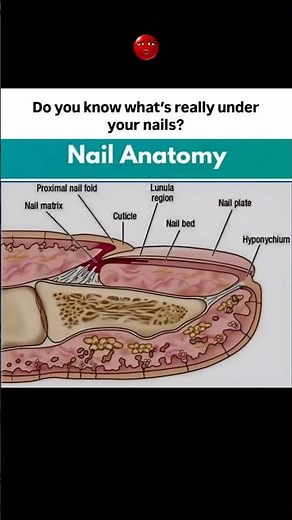 🧠 Nail Anatomy Explained 🩺Ever wondered what’s really underneath your nail? 💅
