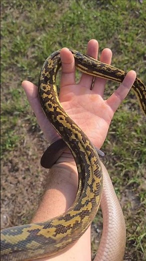 Timor Python Produced by Ryan Young #python #snakes #timorpython