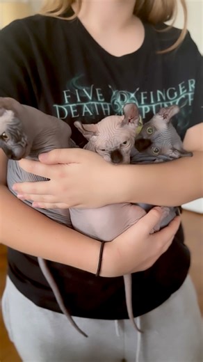 Siblings💙🩵🩷 #kitty #siblings #baby #cattery #kittycat #cat #dwarf #elf #adoption #FacebookPage #hairlesscat #sphynx #fypageシ #fypシ #kittens #reelsfbシ #reelsvideo | Alla's Sphynx and Elf kittens