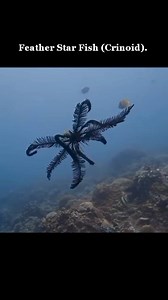 106K views · 8.5K reactions | Feather Star Fish (Crinoid)....