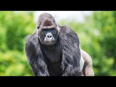 Are Humans Really Different From Animals | Our World