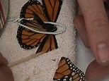 Tutorial video on how to fix a broken butterfly's wing