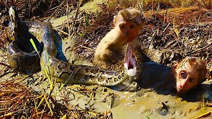 12K views · 152 reactions | Monkey was attacked by a python, the group is trying to rescue it  Join our group : Animals Life | University Animals | Facebook