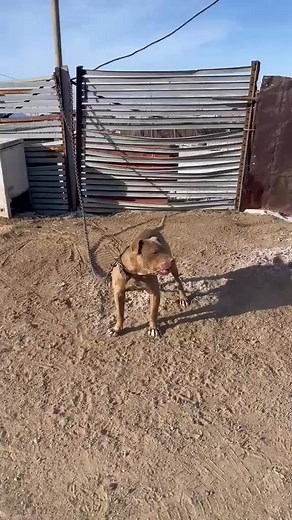 Monster Kennel'S Boomer | Mongolian Game Dog APBT