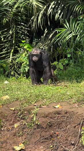Tchimpounga Sanctuary: Hope for Rescued Chimpanzees