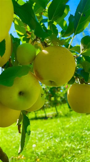 Nature on Instagram: "Yellow apple or yellow cherry which one do you like most!#naturephotography #nature #naturelovers #fruits"