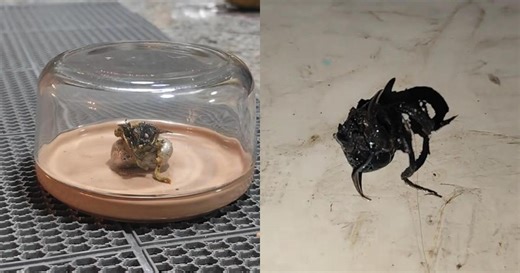 Viral Clip of Venom-like Beast Emerging From Meteorite Debunked