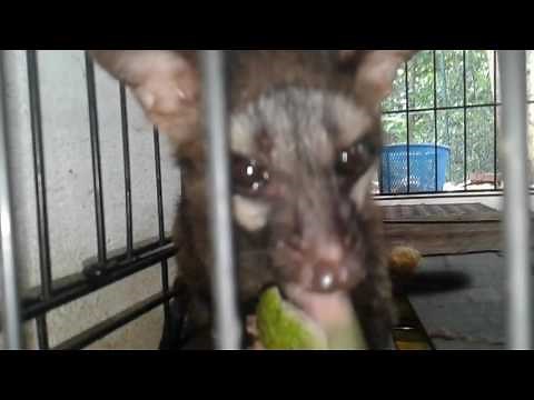 Sri lankan civet(kalawadda)