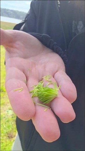Primitive Foraging: Sitka Spruce Tree #survival