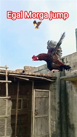 Egal Murga jumping 🦅😱 🐓. #aseelmurga #shorts #eagles #birds #pets #shortvideos