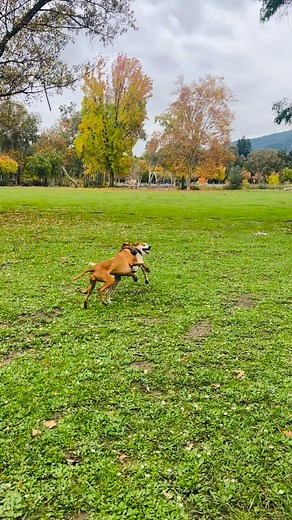 Playtime #losgatosdogs Jack & Emma with small cameo by Henri. | Karen Steele