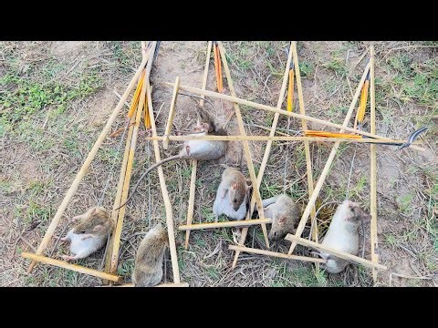 How We Caught These Rats Using Bamboo Traps