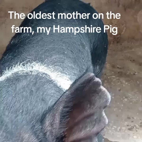 The Lord is my shepherd I shall not want🐖🐷 #foryoupageofficial #farmlife #livehighlights