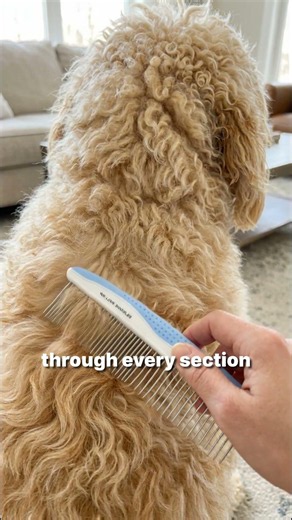 The rule is simple and non-negotiable: 🐾 Slicker first. Metal comb second. Through every section.