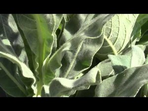 The Amazing Mullein Plant
