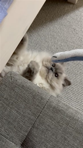 ねこぱんち！えい！ #ヒマラヤンのぎんちゃん #かわいい #ぬいぐるみ #遊びたい #animal