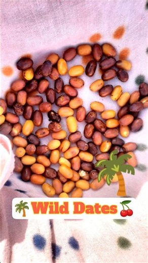 Wild Dates of India 🌴|Shendi|#ShendiPalm #PhoenixSylvestris #WildDatePalm #PalmFruit #IndianTrees
