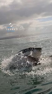 Great White Shark Explodes Through The Surface Before Sinking Below The Waves | White Shark Ocean