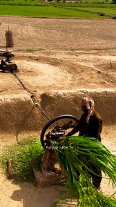 282K views · 8.1K reactions | Oxen Powered Chaff Cutter Village Farming Technique #shortvideo #shortsviral #gear #trend | Punjab Look tv | Facebook