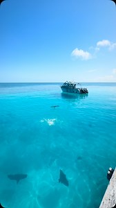 8.2K views · 40K reactions | Flying Eagle rays! These Eagle rays were getting some wind beneath their wings at Heron Island recently. It’s unknown why they do this, but it could be for communication, to shake off parasites or remoras, or simply because it’s fun. It does look like fun. Filmed by Master Reef Guide Steven @i.am.animal at @heronisland #greatbarrierreef #nature #wildlife #eaglerays #oceanlife | Master Reef Guides | Facebook