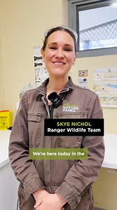 Wildlife rehabilitation in action! 🦔​ Our Wildlife Rehabilitation team recently came across a few echidnas dealing with a gnarly skin infection. Not to worry though as Ranger Skye, shows us how the team treats and cares for these prickly guys, giving them the five-star treatment they deserve!​ Rest assured, they'll be back on their feet and waddling around in the wild in no time. | Phillip Island Nature Parks